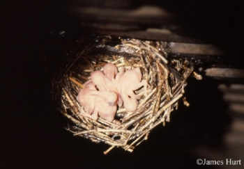 Chimney Swift nest with eggs