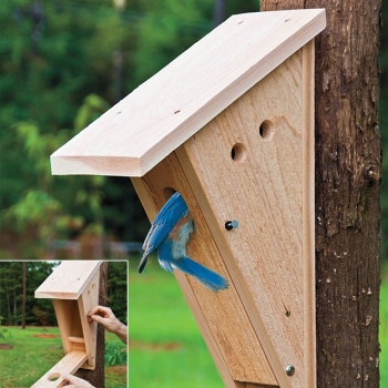 Bluebird going into a wood nest box