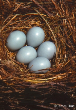 Eastern Bluebird nest with five blue eggs