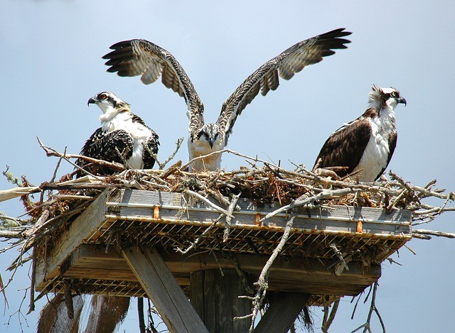 Osprey in Nest Osprey in Nest
