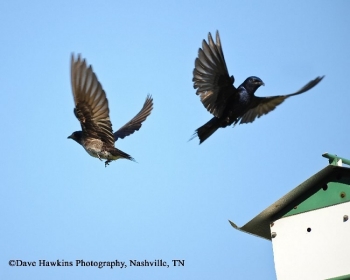 Two Purple Martins flying above a nest box