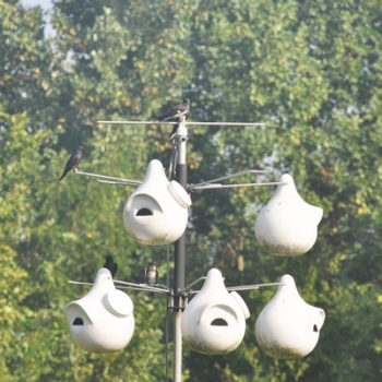 Purple Martin Nest Boxes hanging