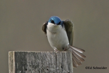 Tree Swallow standing on a wood pole