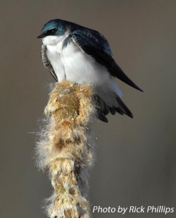 Tree Swallow standing on a wood pole