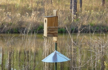 White Breasted Nuthatch Nest Box