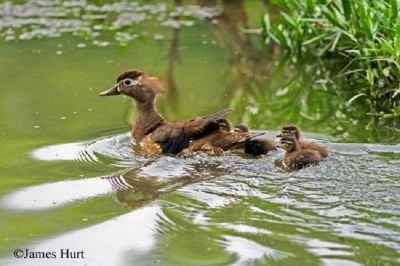 Wood Ducks on the water
