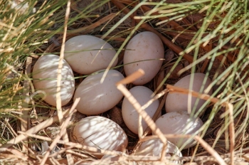 Wood duck nest with 9 eggs