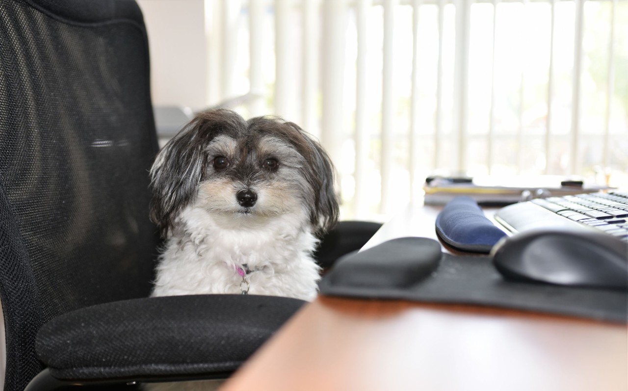 Cats and Dogs Dog sitting in office chair at a desk