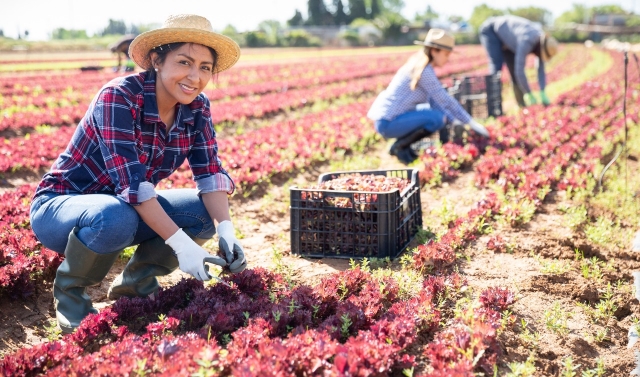 Migrant and Seasonal Farm Workers Woman wearing straw hat and gloves kneels down among crops